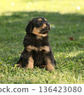 Amazing hovawart puppy in the garden alone, ni 136423080