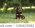 Amazing hovawart puppy in the garden alone, ni 136423082