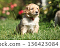 Amazing hovawart puppy in the garden alone, ni 136423084