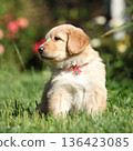 Amazing hovawart puppy in the garden alone, ni 136423085