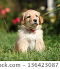Amazing hovawart puppy in the garden alone, ni 136423087