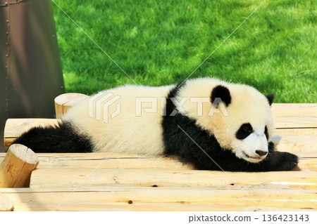 Wakayama Prefecture baby panda Wakayama Prefecture baby panda 136423143