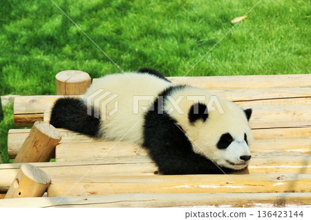 Wakayama Prefecture baby panda Wakayama Prefecture baby panda 136423144