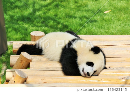 和歌山縣小熊貓 和歌山縣小熊貓 136423145