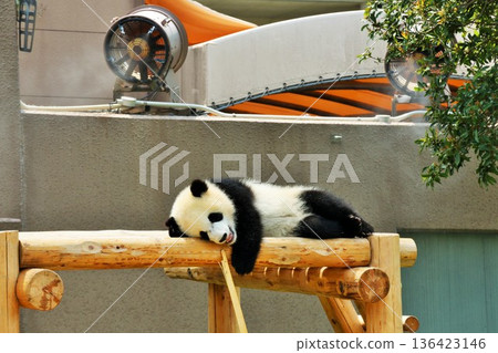 Wakayama Prefecture baby panda 136423146