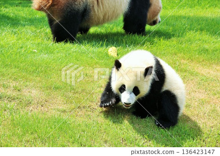 Wakayama Prefecture baby panda 136423147