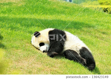 和歌山縣小熊貓 136423149