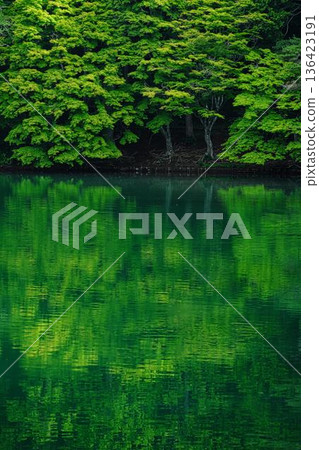 Fresh green Fresh green 136423191