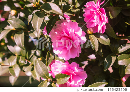 Pink camellia flowers starting to bloom Pink camellia flowers starting to bloom 136423206