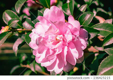 粉色山茶花開始綻放 粉色山茶花開始綻放 136423215