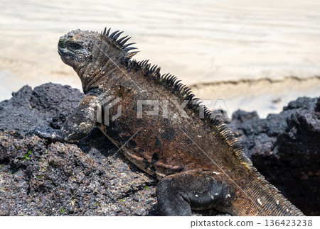 Marine iguana on rocks at Puerto Villamil beach, Galapagos, Ecuador 136423238