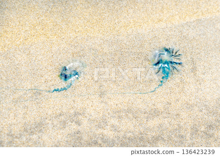 Jellyfish washed up on the sandy shores of Isabela Island, Galapagos, Ecuador 136423239