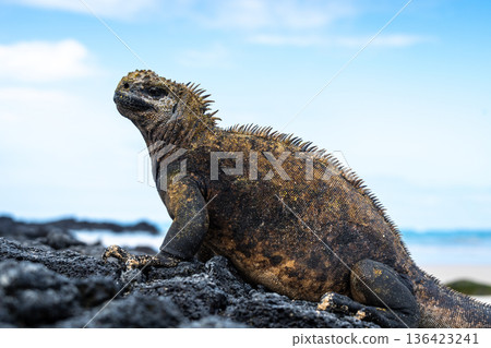 Marine iguana on rocks at Puerto Villamil beach, Galapagos, Ecuador 136423241