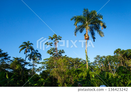 Tall palm trees in the Cuyabeno reserve, Ecuador Tall palm trees in the Cuyabeno reserve, Ecuador 136423242