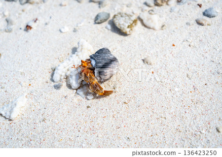 Hermit crab on a white sand beach in Maupiti, French Polynesia Hermit crab on a white sand beach in Maupiti, French Polynesia 136423250