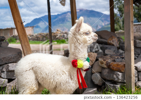 White baby alpaca in Peru wearing colorful pom-poms 136423256