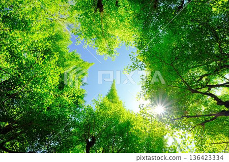 Fresh green Fresh green 136423334