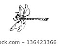 Dragonfly line drawing illustration 136423366