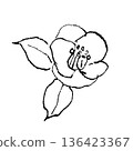 Camellia flower line drawing illustration 136423367