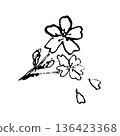 Sakura flower line drawing illustration 136423368