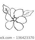 Gardenia flower line drawing illustration 136423370