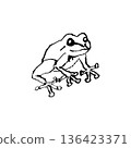 Frog line drawing illustration 136423371