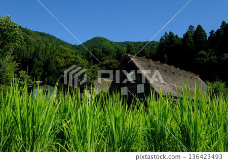 Shirakawa-go in summer, Gassho-style houses Shirakawa-go in summer, Gassho-style houses 136423493