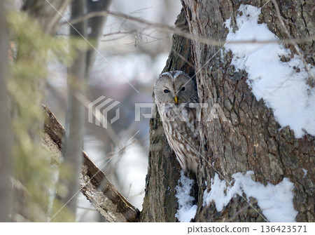 Ezo Owl 136423571