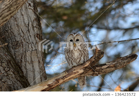 Ezo Owl Ezo Owl 136423572