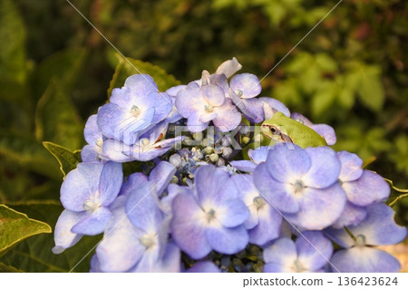 繡球花和樹蛙,六月,雨季,藍色,蛙 繡球花和樹蛙,六月,雨季,藍色,蛙 136423624