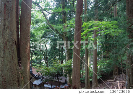 The roof of an old Japanese house nestled in a dense cedar forest The roof of an old Japanese house nestled in a dense cedar forest 136423656