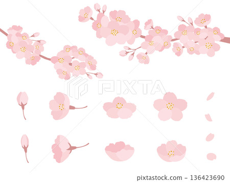 春季櫻花枝梢和花朵各部分，盛開，斜向花苞，花瓣，枝條，自然插畫向量圖集素材 136423690