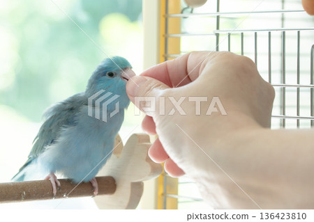Blue Parrotlet Feeding From Hand In Cage Blue Parrotlet Feeding From Hand In Cage 136423810