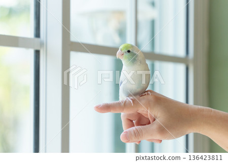 A Captive Forpus Parrotlet Sitting on a Human Finger by a Bright Window with Soft Natural Light A Captive Forpus Parrotlet Sitting on a Human Finger by a Bright Window with Soft Natural Light 136423811