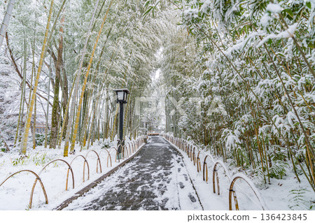 Shuzenji Bamboo Forest Path Snow Scene (Izu City, Shizuoka Prefecture) Shuzenji Bamboo Forest Path Snow Scene (Izu City, Shizuoka Prefecture) 136423845