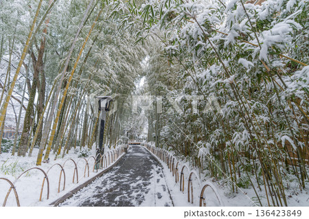 修善寺竹林步道雪景(靜岡縣伊豆市) 修善寺竹林步道雪景(靜岡縣伊豆市) 136423849