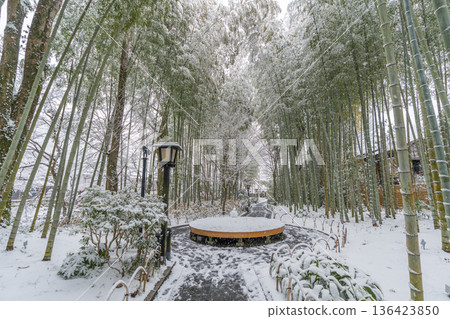 修善寺竹林步道雪景(靜岡縣伊豆市) 修善寺竹林步道雪景(靜岡縣伊豆市) 136423850