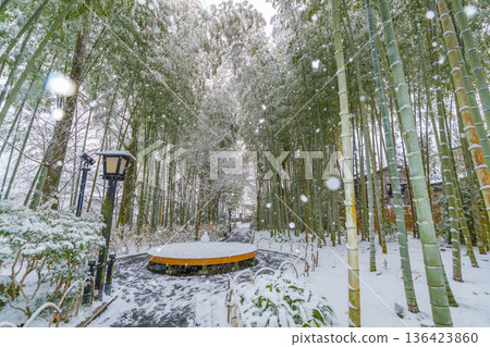 修善寺竹林步道雪景(靜岡縣伊豆市) 修善寺竹林步道雪景(靜岡縣伊豆市) 136423860