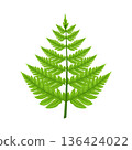 Illustration of fern leaf 136424022