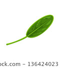 Illustration of leaf 136424023