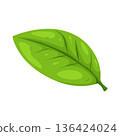 Illustration of leaf 136424024