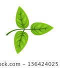 Illustration of leaf 136424025