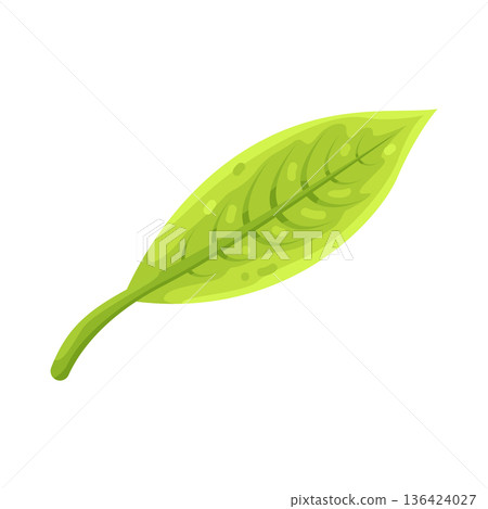 Illustration of leaf 136424027