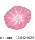 Illustration of pink morning glory flower 136424029