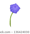 Illustration of blue morning glory flower 136424030