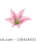 Illustration of pink lily flower 136424033