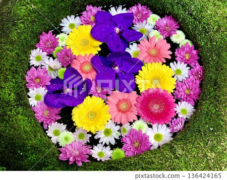 11月,愛知縣岡崎市菅尾神宮色彩繽紛的花池(非洲菊、三色堇和菊花)。 11月,愛知縣岡崎市菅尾神宮色彩繽紛的花池(非洲菊、三色堇和菊花)。 136424165