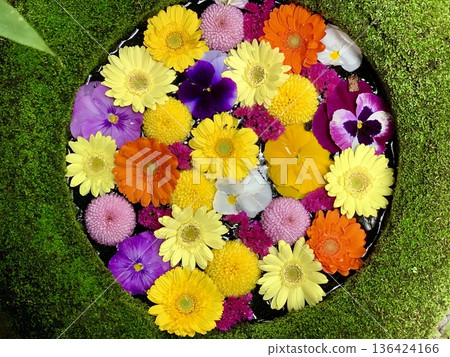 二月，愛知縣岡崎市菅尾神宮色彩繽紛的花池（菊花、非洲菊、三色堇）。 136424166