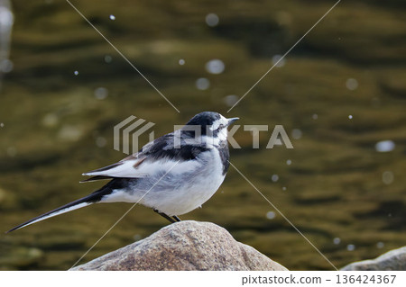 White Wagtail watching the falling snow White Wagtail watching the falling snow 136424367