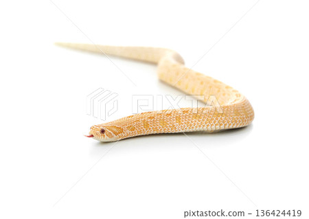 Arctic Albino Anaconda Hognose Snake Isolated on White Background Arctic Albino Anaconda Hognose Snake Isolated on White Background 136424419